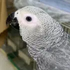 فرخ كاسكو كونقو لون ثلجي تم البيع