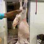 شامل الذبح والتوصيل داخل احياء المدينه المنور