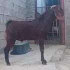 تيس مشروط