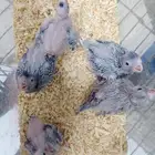 5 فروخ كروان هولندي