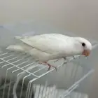 فرخ روز البينو