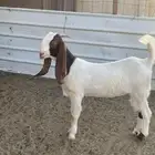 جفرات خصم ( تم البيع )