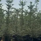 أشجار للبيع