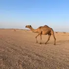 ناقة اعشراء صفراء