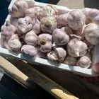 ثوم بلدي حجم صغير ووسط