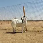 بيعن الله يبارك له عنزين مصريات