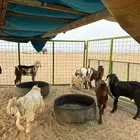 تيوس للبيع