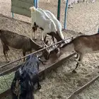 معزا بيشي جنوبي