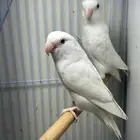 زوج روز البينو منتج