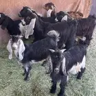 طليان وتيوس ثلاجه فل شحم ولحم حلال بر