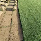 ثيل طبيعي ( النجيلة )