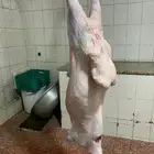 ذبايح فاخره للبيع فل شحم