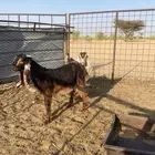 تيس وجفره (تم البيع)