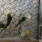 طيور بادجي العدد 8 الوان مختلفه (تمم البيع)