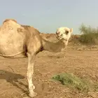 ناقة أركية