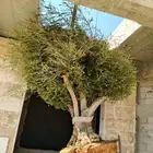 اشجار زيتون