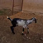 تيوس