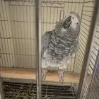 ببغاء كاسكو