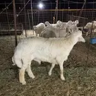 ذبايح فاخره