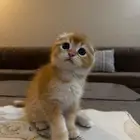 قطط سكوتش بجدة