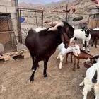 تيس فحل