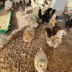 صوص بلدي للبيع
