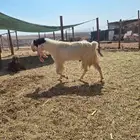 تيس فحل جرم فاااخر للبيع