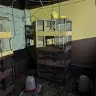 للبيع مسلتزمات دواجن