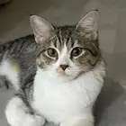 قطط للتبني الشرقيه