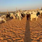 معزاء مشاريك