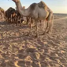 للبيع عشرا معها بنتها