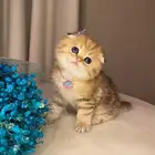 قطط سكوتش فولد للبيع