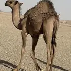 حاشي لباني حليب