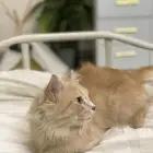 قط شيرازي للتبني