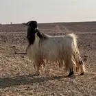 فحل شرط الصحة والقرع