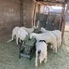 خرفان مشروطه