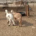 الشميسي طريق الخواجات