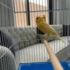 كناري
