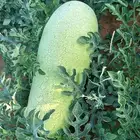 بطيخ جح حالي واحمر