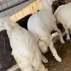 3 حريات للبيع تربيه مواليد الشبك