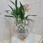 نبتة البامبو - و سمك فايتر وهدايا