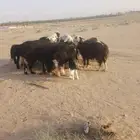 غنم نجد