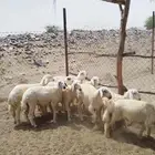 للبيع 13طلي ومنها واحد رفيدي