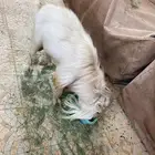 تيوس قزم للبيع