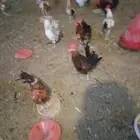 ديوك بلدي فواتح