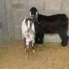 تيوس للبيع العمر 10 شهور