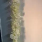 ورد حفلات