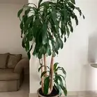 شجرة