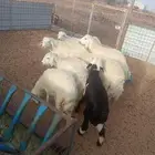 طليان كفو ذبايح تفريد