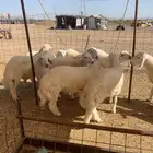 حري ذبايح ضيوف عقيقه ذبائح ثلاجه يوجد صلخ وتوصيل
